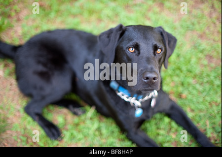 Black Lab Hund, Maine Stockfoto