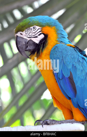 Blau und gold ARA in Nahaufnahme Stockfoto