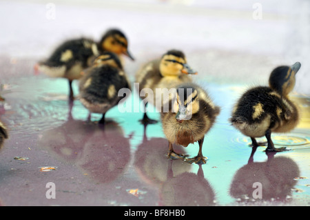 Stockente Entenküken im seichten Wasser spielen Stockfoto