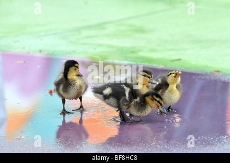 Gruppe der Stockente Entenküken mit bunten Wasserspiegelungen Stockfoto