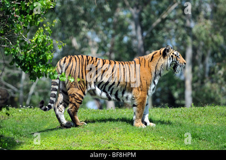 Bengal Tiger in seinem Lebensraum Stockfoto