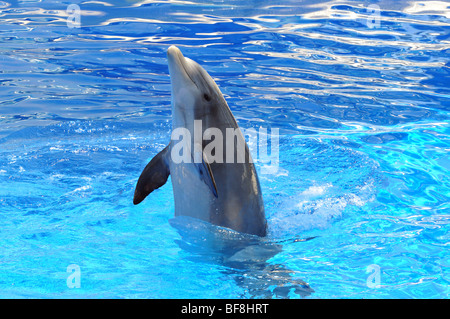 Delphin im Wasser zu spielen Stockfoto