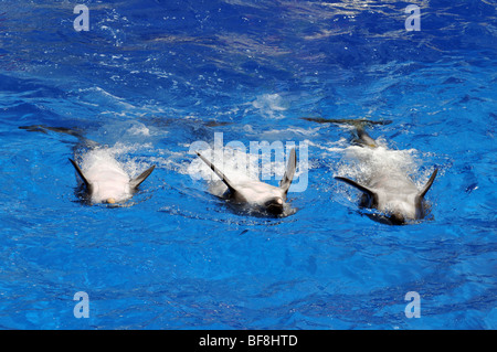 Drei verspielten Delphinen schwimmen auf dem Rücken Stockfoto