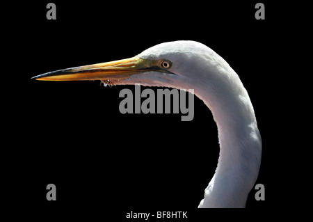 Leiter der Silberreiher in Nahaufnahme Stockfoto
