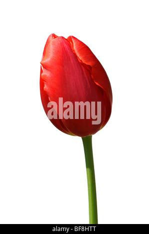 Rote Tulpe isoliert auf weiß Stockfoto