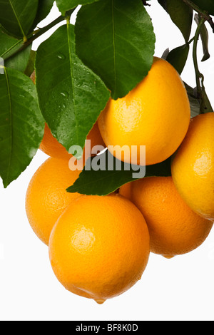 Reihe von frischen Orangen hängen vor weißem Hintergrund. Stockfoto