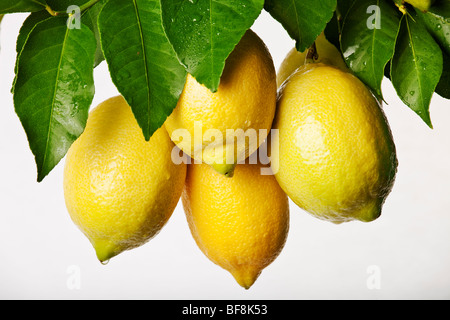 Reihe von frischen Zitronen auf weißem Hintergrund Stockfoto