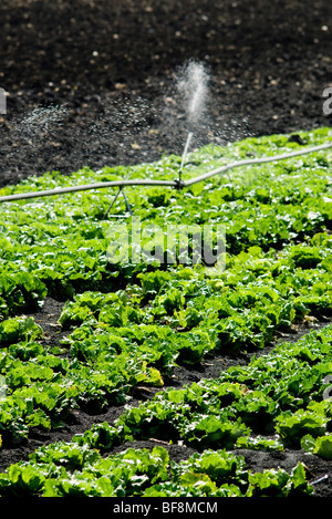 Salat Pflanzen bewässern Stockfoto