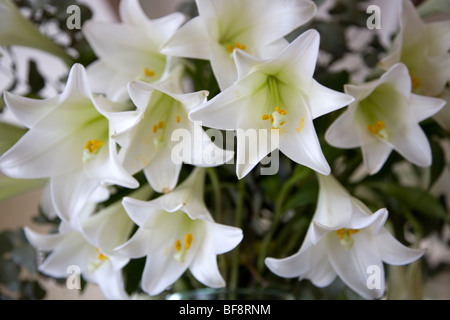 Reihe von weißen Osterlilien Stockfoto