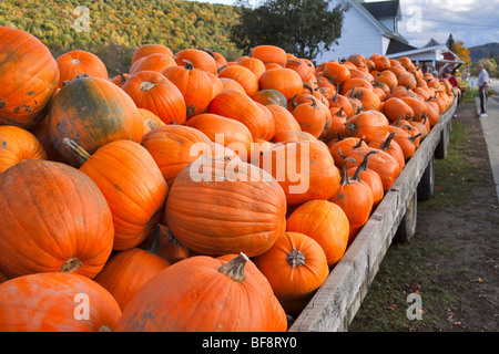 Tieflader mit Kürbissen zu verkaufen in Ellicottville, New York Stockfoto