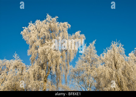 Frost bedeckt Birken gegen einen brillanten blauen Winterhimmel Stockfoto