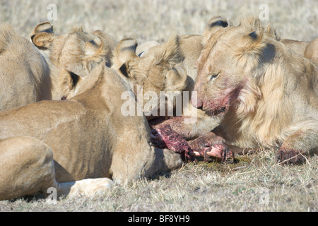 Gruppe der afrikanischen Löwen, Panthera Leo, Gnus Kadaver fressen. Masai Mara National Reserve, Kenia. Stockfoto