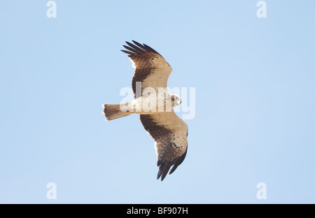 Adler Hieraaelus Penaten auf Herbstzug über Tarifa nach Afrika gestartet Stockfoto