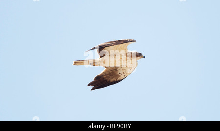 Adler Hieraaelus Penaten auf Herbstzug über Tarifa nach Afrika gestartet Stockfoto