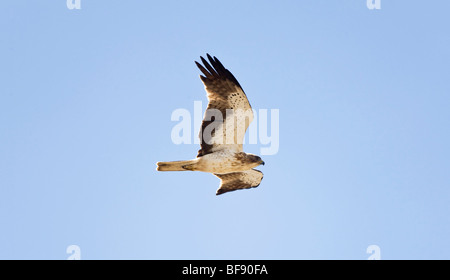 Adler Hieraaelus Penaten auf Herbstzug über Tarifa nach Afrika gestartet Stockfoto