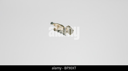 Adler Hieraaelus Penaten auf Herbstzug über Tarifa nach Afrika gestartet Stockfoto