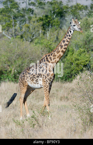 Giraffe Massai Rennen, Giraffa Giraffe, stehend. Masai Mara National Reserve, Kenia. Stockfoto