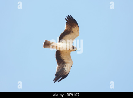 Adler Hieraaelus Penaten auf Herbstzug über Tarifa nach Afrika gestartet Stockfoto