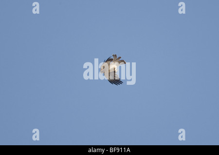 Adler Hieraaelus Penaten auf Herbstzug über Tarifa nach Afrika gestartet Stockfoto