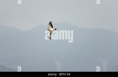 Adler Hieraaelus Penaten auf Herbstzug über Tarifa nach Afrika gestartet Stockfoto