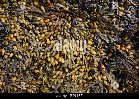 Blasentang Algen Fucus vesiculosus Stockfoto