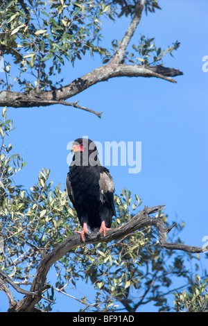 Bateleur Adler, Terathopius Ecaudatus, thront auf einem Baum. Masai Mara National Reserve, Kenia. Stockfoto