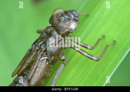 Leere Libelle Exuvia auf Blatt Stockfoto