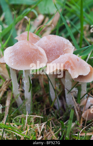 Close-up Herbst Pilze fruitng Einrichtungen, die in einem Garten Rasen im Herbst wächst. Großbritannien Großbritannien Stockfoto