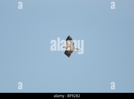 Adler Hieraaelus Penaten auf Herbstzug über Tarifa nach Afrika gestartet Stockfoto