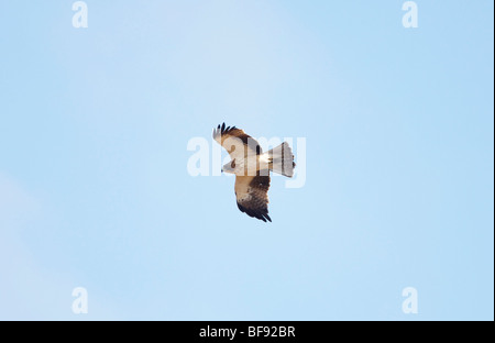 Adler Hieraaelus Penaten auf Herbstzug über Tarifa nach Afrika gestartet Stockfoto