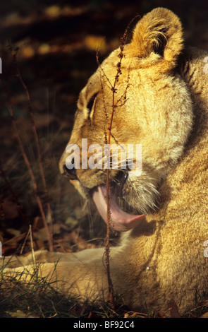 Asiatische Löwin Löwe im Zoo von Chester Stockfoto