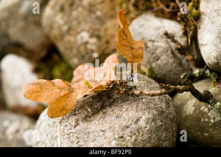 Getrocknete Eiche Laub auf Steinen hautnah Stockfoto