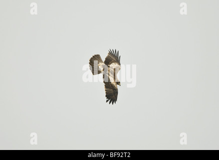 Adler Hieraaelus Penaten auf Herbstzug über Tarifa nach Afrika gestartet Stockfoto