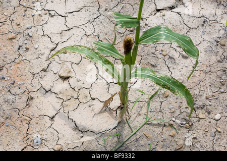 Mais in der Dürre beschädigt Felder in der Nähe von rutschigen Felsen PA Stockfoto