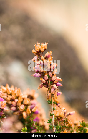 Heather wachsen wild in Schottland Stockfoto