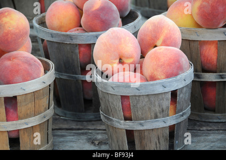 Holz-Körbe frisch gepflückter Pfirsiche Stockfoto