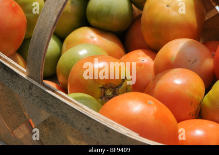 Frisch gepflückt Urtomaten in Holz Korb Stockfoto