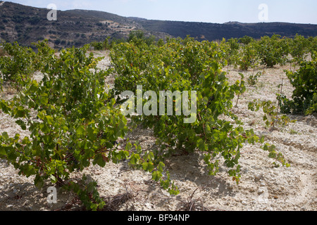 Reben wachsen in kalkhaltigen Böden in einem Weingut-Weingut in der Nähe von Omodos Dorf Troodos Wein Region Republik Zypern Europa Stockfoto