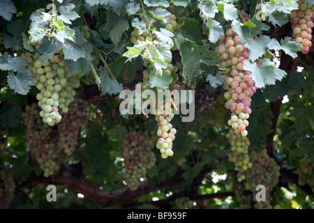 Trauben wachsen von Overhead Reben im Garten eines Hauses in Omodos Dorf Troodos Wein Region Republik Zypern Europa Stockfoto