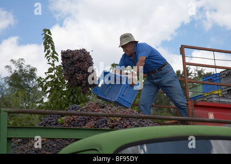 Traube Landwirt werfen Traube Sammlung in und alten Bedford LKW für den Transport zur Kellerei in Wein Omodos Dorf zu machen Stockfoto