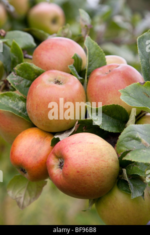 Spalier-Apfelbaum, England UK Stockfoto