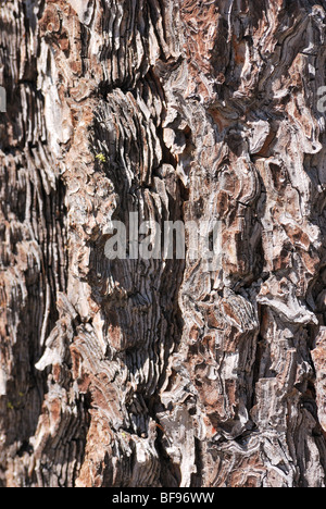 Baumrinde Kiefer, Sierra Nevada Mountains, Kalifornien Stockfoto