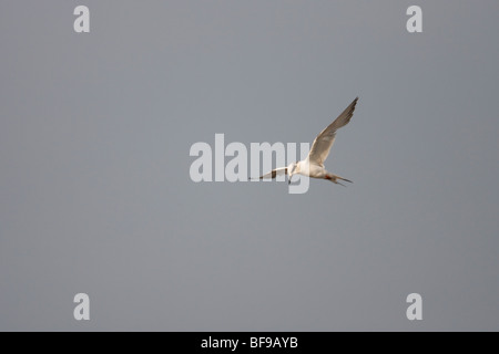 Forsters-Seeschwalbe (Sterna Forsteri), Erwachsene in der Häutung, Winterkleid im Flug über ein Sumpf. Stockfoto