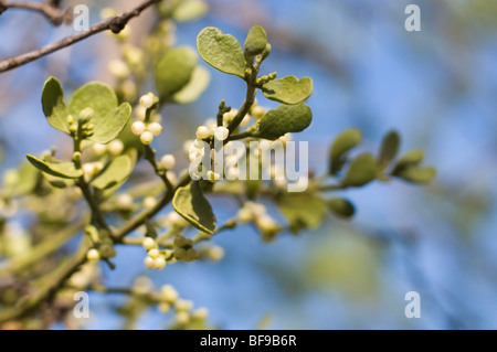 Nahaufnahme der wahre Mistel wächst in einer natürlichen Umgebung. Stockfoto