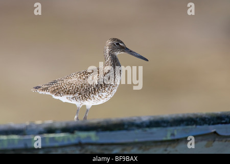 Willett (Catoptrophorus Semipalmatus Semipalmatus), östliche Unterart in der Zucht Gefieder stehend auf einem alten Holzboot. Stockfoto