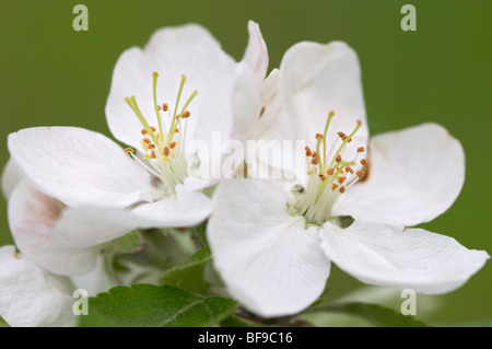 Apfelblüten Stockfoto