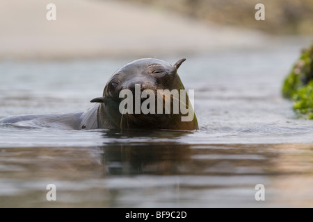 New Zealand Fur Seal Pup (Arctocephalus Forsteri) Schwimmen im Felsenpool am Wharaiki Beach, Neuseeland Stockfoto