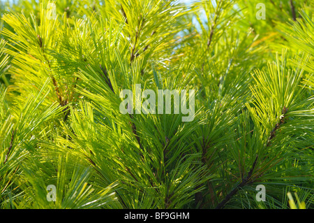 Kiefer-Nahaufnahme. Stockfoto