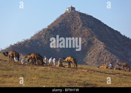 Kamele auf einem Hügel vor dem Savitri Tempel auf dem Camel Festival in Pushkar in Rajasthan Indien Stockfoto