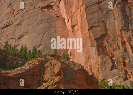 Wände aus Navajo-Sandstein ragen mittleren Gabel von Taylor Creek Trail, im Bereich der Kolob Canyons der Zion Nationalpark, Utah Stockfoto